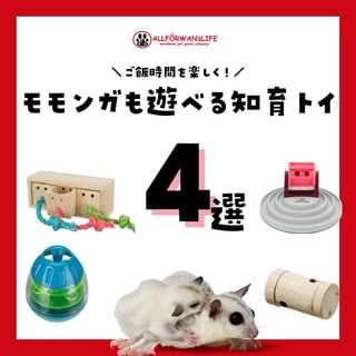 Photo by allforwan_smallanimal