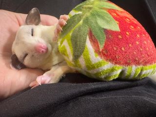 Photo by kinaco_soy_kala_sugarglider