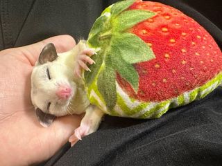 Photo by kinaco_soy_kala_sugarglider