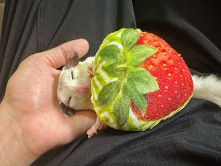 Photo by kinaco_soy_kala_sugarglider