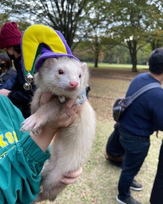 Photo by otuki_ferret1122