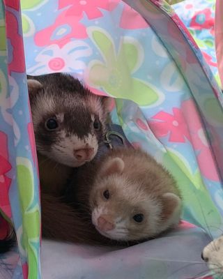 Photo by chiro_ferret