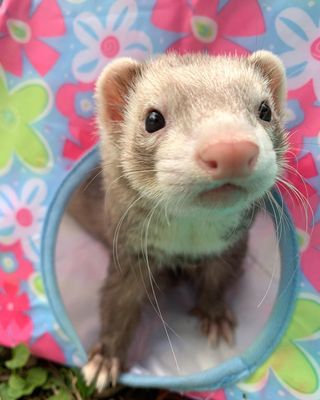 Photo by chiro_ferret