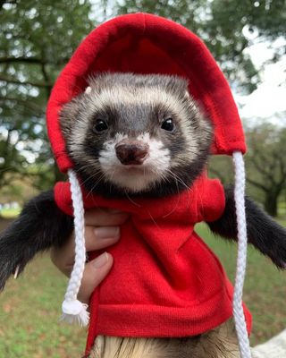 Photo by chiro_ferret