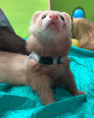 Photo by chiro_ferret