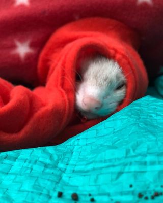 Photo by chiro_ferret