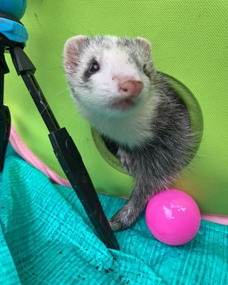 Photo by chiro_ferret
