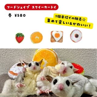 Photo by allforwan_smallanimal