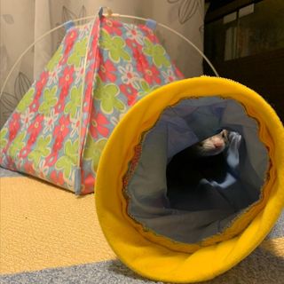 Photo by chiro_ferret