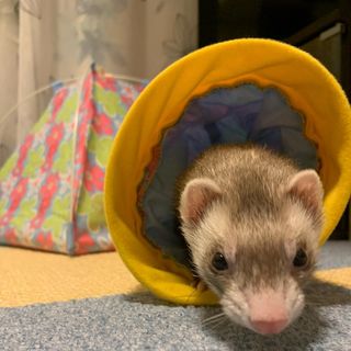 Photo by chiro_ferret