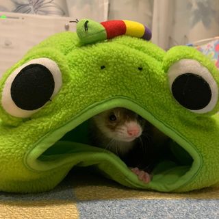 Photo by chiro_ferret