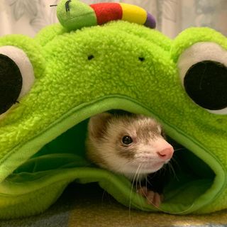 Photo by chiro_ferret