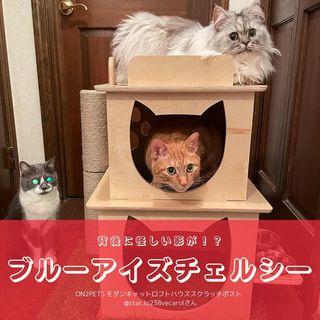Photo by allforwan_shop_official