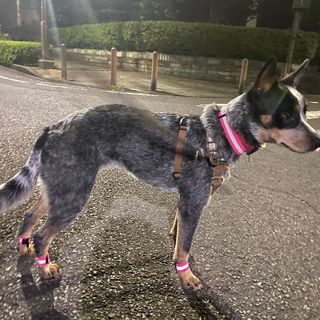 Photo by travel_dog_acd_kea