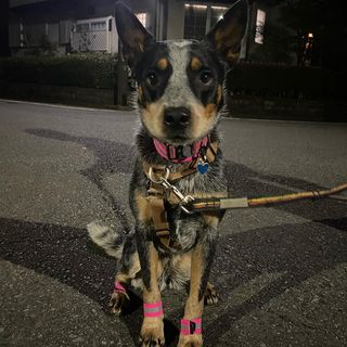 Photo by travel_dog_acd_kea