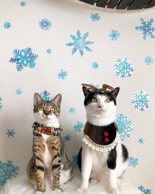 Photo by miffy_niko