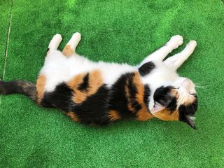 Photo by miffy_niko