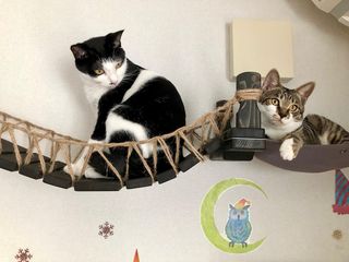 Photo by miffy_niko