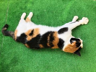 Photo by miffy_niko