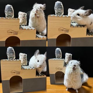 Photo by m.chinchilla_lover