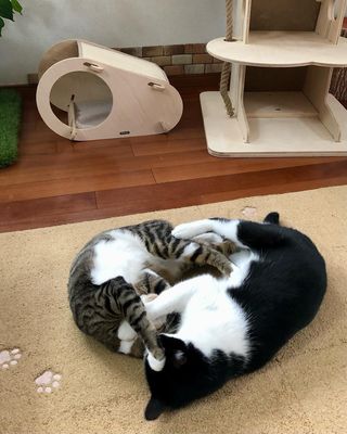 Photo by miffy_niko
