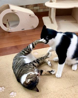 Photo by miffy_niko