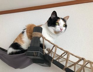 Photo by miffy_niko