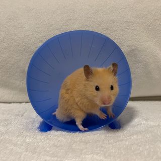 Photo by n_a_animal_healing_room