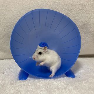 Photo by n_a_animal_healing_room