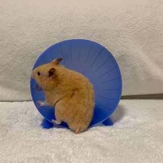 Photo by n_a_animal_healing_room