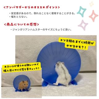 Photo by allforwan_smallanimal