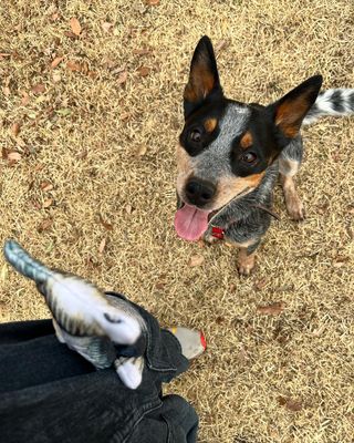 Photo by travel_dog_acd_kea