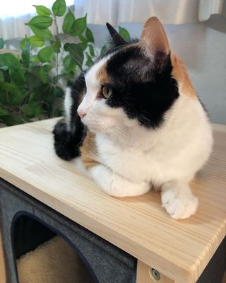 Photo by miffy_niko