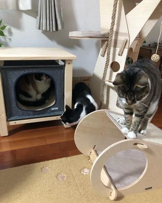 Photo by miffy_niko