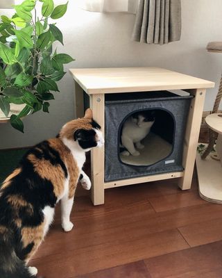 Photo by miffy_niko