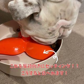 Photo by bulldog.ippei.genpachi