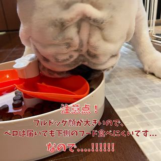 Photo by bulldog.ippei.genpachi