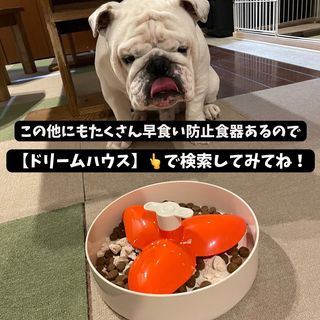Photo by bulldog.ippei.genpachi
