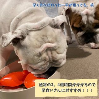 Photo by bulldog.ippei.genpachi