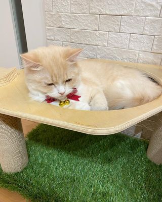Photo by melody_mew2