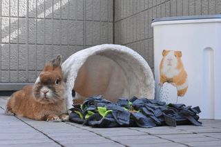 Photo by haruka4123