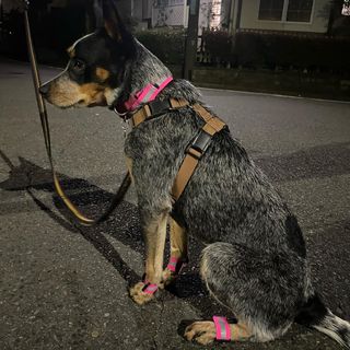 Photo by travel_dog_acd_kea