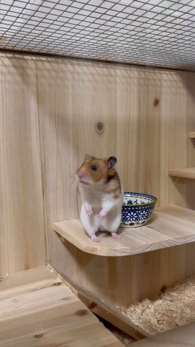 Photo by ham.ham.hamster2428