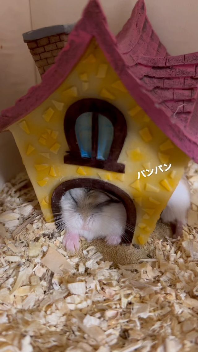 Photo by ham.ham.hamster2428