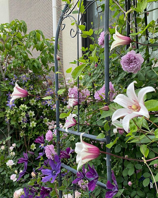 クレマチス プリンセス ケイト 種 苗 ガーデニング用品の タキイネット通販