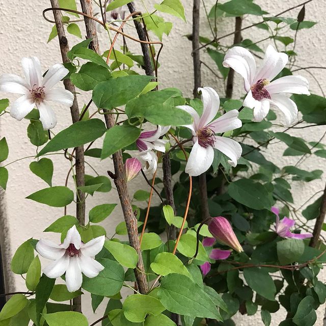 クレマチス プリンセス ケイト 種 苗 ガーデニング用品の タキイネット通販