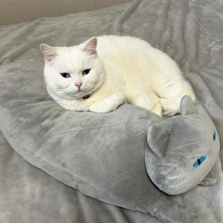 モチモチクッション(キャット2 GY) | ニトリネット【公式】 家具 モチモチクッション(キャット2 GY) | ニトリネット【公式】 家具