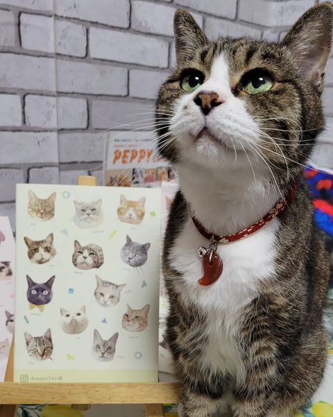 peppyフォト部のグッズ第3弾 マチ広わんにゃんエコバッグ 犬 猫 いぬ ねこ かわいい エコバッグ インスタ ペット ペピイ PEPPY 贅沢屋の