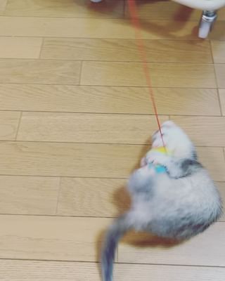 Photo by rororinruna