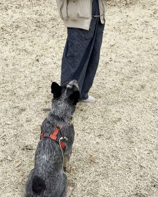 Photo by travel_dog_acd_kea